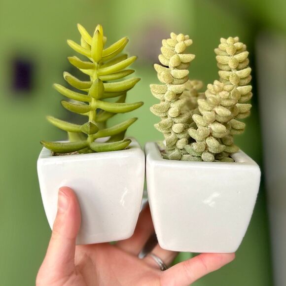 Other - Unique Faux Succulent Desert Plants Potted Duo Home Decor Accents